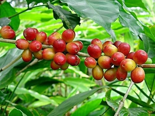 SEMILLAS DE CAFÉ ARABIC Vietnam Coffee Bean arabica Semillas frescas (10)