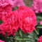 Zwergrose „Roxy - pink blühende Topfrose, im 3 L Topf - frisch aus der Gärtnerei - Pflanzen-Kölle Gartenrose