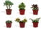 DutchLeafs Sukkulenten Mix 6 Stück Verschiedene Sukkulenten - Topf 10 cm - Kleine Pflanzen Mischung Sukkulenten Starter Set Pflegeleichte Zimmerpflanzen - Höhe 15-20 cm