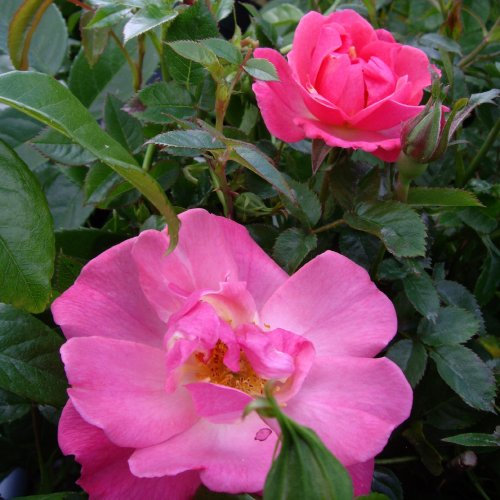 Rose Fab at 50-50th Birthday Gifts for Him,Her,Mum,Mom,Dad Father 50th Birthday Presents