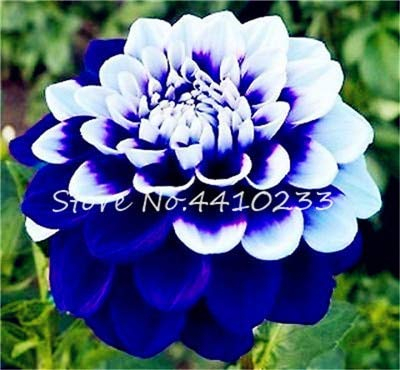 Sumpf frisch 60 Stück Dahlie Blumensamen zum Pflanzen blau weiß