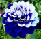 Sumpf frisch 60 Stück Dahlie Blumensamen zum Pflanzen blau weiß