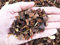 ecorce de pin rouge portugais 5/15 mm (5 kg - c.ca 25 lt)