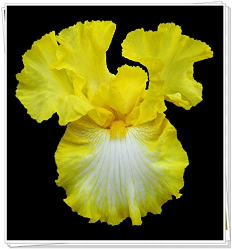 Bulbi iris,Molto delicato,Geheime Garten exotische Stauden,Pianta perenne-2,2Bulbis