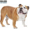 Bulldog Modern Kalender 2024, mehrfarbig