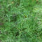 100 Pcs Dill Samen Mehrjährig - Samen Gemüse, Kräutersamen Dillsamen Kaufen, Kräutergarten, Bio Samen Gemüse Kräutergarten Küche, Gemüse Pflanzen Gartenkräuter, Wintergemüse Nachhaltige