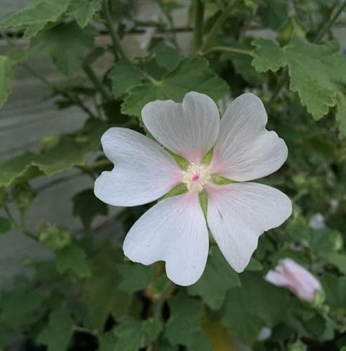 Buschmalve White Angel - Lavatera Olbia - lebende Gartenpflanze aus den Baumschulen