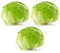 Fresh Iceberg Lettuce I Fresh & Crunchy I Pack of 3