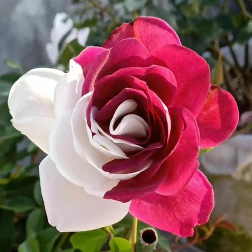 Doppelfarbige winterharte Rosen (strauchrose) - Duftende Hybride Strauchrosen-3Rhizome-X