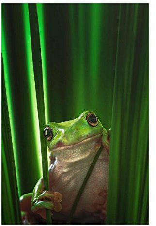 Bilderwelten Glasbild Wandbild Glas Kunstdruck Fröhlicher Frosch 60 cm x 40 cm