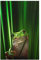 Bilderwelten Glasbild Wandbild Glas Kunstdruck Fröhlicher Frosch 60 cm x 40 cm