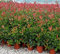 Photinia X Fraseri RED ROBIN (fotinia) in vaso 19 cm