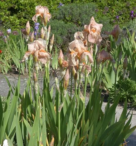 Schwertlilie Blushing Pink - Iris barbata - lebende Gartenpflanze aus den Baumschulen
