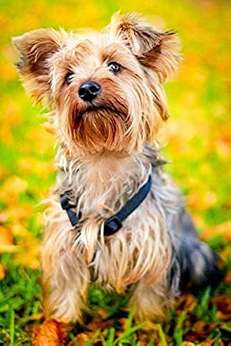 KESIMO Jigsaw Puzzle| Puppy York Yorkshire Terrier Jigsaw | 1000 Pieces Of Puzzle 50 * 70cm
