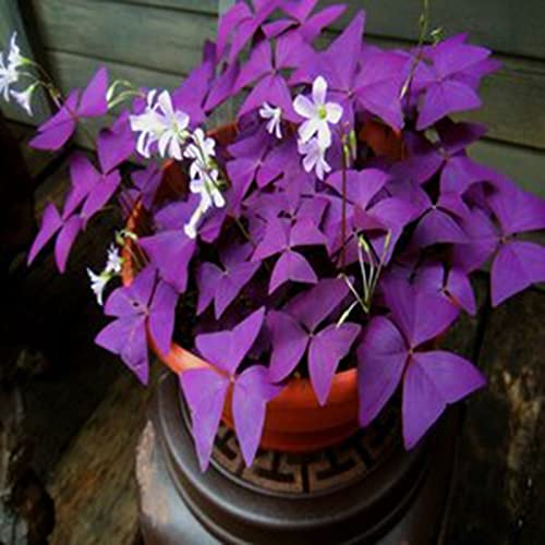 200 Unids Semillas de Plantas Agrupación Vibrante Púrpura Natural OXALIS-Semillas Suministros de Jardín Violeta