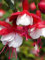 Frische 100 Stück Fuchsien-Blumensamen zum Pflanzen von Rot-Weiß