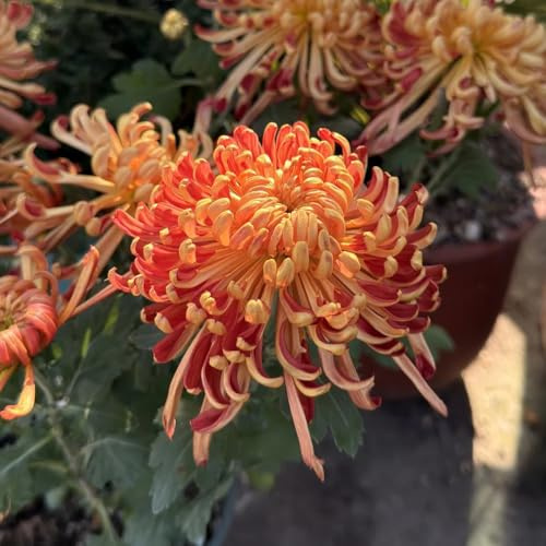 chrysanthemen winterhart - küche deko für garten hochbeet balkon outdoor bio 600samen