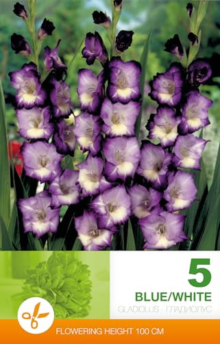 AGRONOM | GLAÏEULS - BLUE/WHITE | Bulbes de fleurs vivaces | Fleurs multicolores | Cultivées dans les jardins fleuris et les pelouses fleuries | 5 bulbes