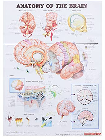 iplusmile Gehirn Anatomie Poster Anatomisches Diagramm Der Menschliche Gehirn Wissenschaft Diagramm Lehre Bild Malerei Decor für Schule Studenten 50X70cm