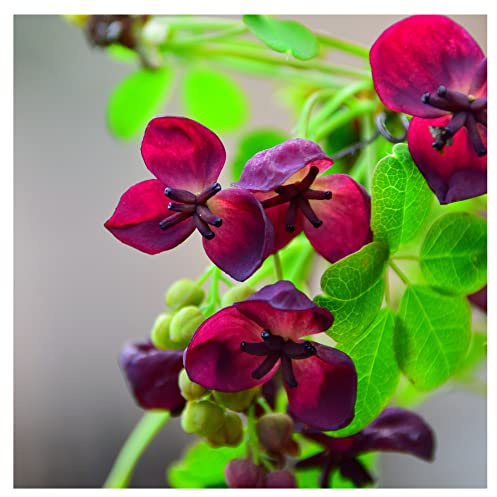 Akebia Quinata/Chocolate Vine in 2L Pot, Spicy Chocolate Fragrant Flowers 3fatpigs®