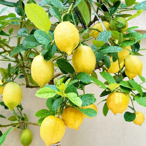 semi resistenti di limone - piante rampicanti resistenti piante rare semi di frutta fresca da giardino da frutto colonnari balcone bonsai alberi frutto decorative balcone biologici per 420pcs