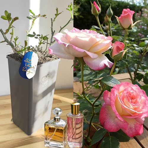 Perfume Rose - Double Delight Hybrid Bush Rose Live Flowering Garden Plant Hardy Shrub Perennial in 2L Pot Large Fragrant Blooms for Cottage Garden Patio Border Landscaping