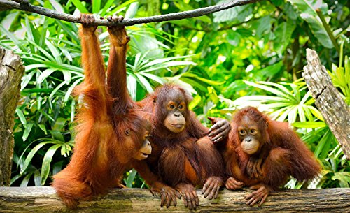 Forwall Fototapete Vlies - Tapete Moderne Wanddeko Orangutans im Dschungel VEXL (208cm. x 146cm.) AMF10230VEXL Wandtapete Design Tapete Wohnzimmer Schlafzimmer