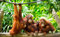 Forwall Fototapete Vlies - Tapete Moderne Wanddeko Orangutans im Dschungel VEXL (208cm. x 146cm.) AMF10230VEXL Wandtapete Design Tapete Wohnzimmer Schlafzimmer