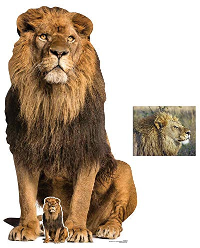 Lion Big Cat Lifesize Cardboard Cutout/Standup Fan Pack, 155cm x 87cm Includes Mini Cutout/Standup and 8x10 Photo