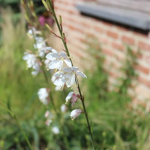 6x Prachtkerze 'Whirling Butterflies' - Gaura lindheimeri ‘Whirling Butterflies’ - Kleincontainer 9x9cm