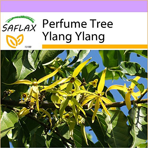 SAFLAX – Albero di profumo ylang ylang – 10 semi – Cananga Odorata