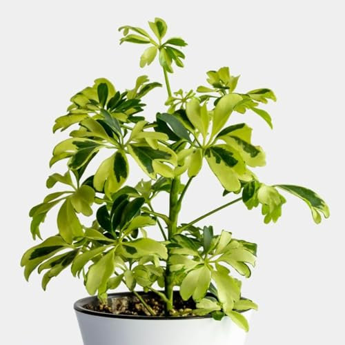 Schefflera arboricola Janine - Dwarf Umbrella Plant - 20-25cm inc Pot - Easy to Maintain Indoor Plant (1 Plant)