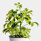 Schefflera arboricola Janine - Dwarf Umbrella Plant - 20-25cm inc Pot - Easy to Maintain Indoor Plant (1 Plant)