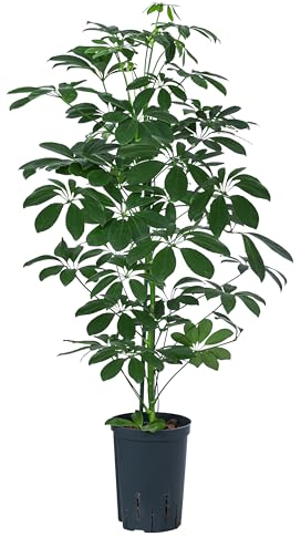Dehner Strahlenaralie, Schefflera arboricola compacta Nora, in Hydrokultur, ca. 85 cm, Ø Topf 15 cm, Zimmerpflanze