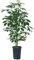 Dehner Strahlenaralie, Schefflera arboricola compacta Nora, in Hydrokultur, ca. 85 cm, Ø Topf 15 cm, Zimmerpflanze