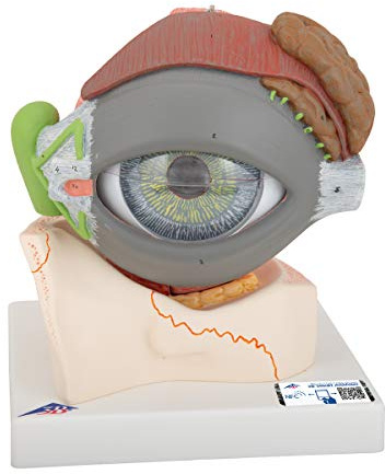 3B Scientific Auge, 5-fache Größe, 8-teilig + kostenlose Anatomie-Software - 3B Smart Anatomy (evtl. nicht in deutscher Sprache) F12