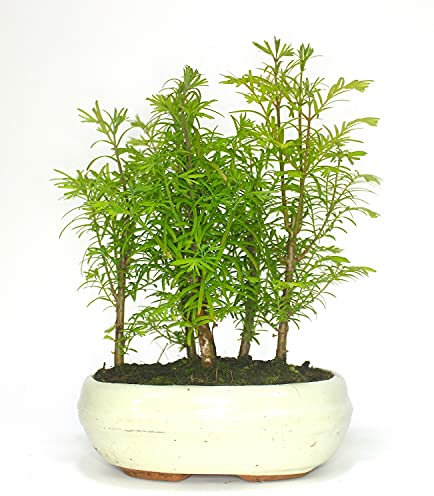 Dawn Redwood (metasequoia) Forest Bonsai 5 Trees - Supplied in an 18cm Ceramic Pot No Care Set