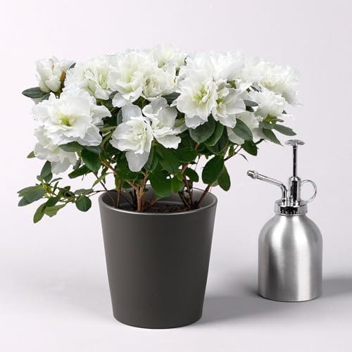 Azalee weiß gefüllt im Keramiktopf Dallas anthrazit, Topf-Ø 12 cm