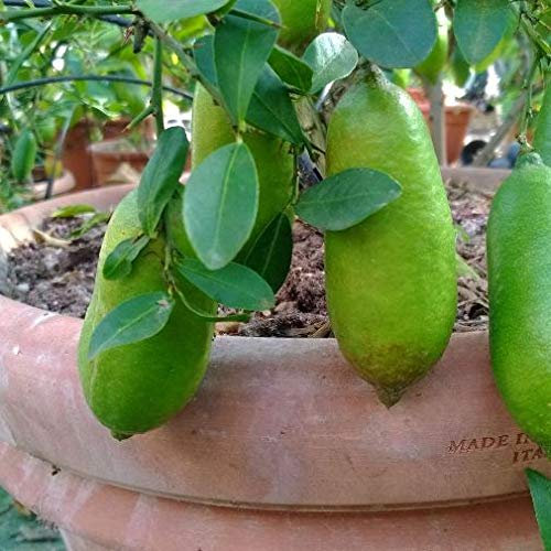 Limone Caviale Verde Finger Lime (Microcitrus Australasica), Vaso 20Cm