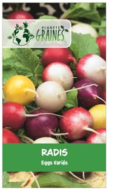 250 graines Radis - Multicolore - radis rond