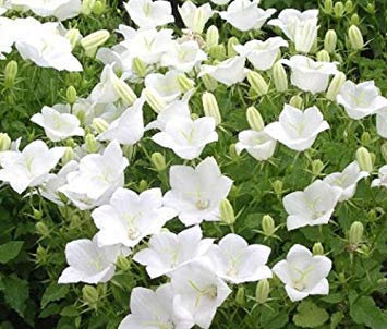 BELLFLOWER TUSSOCK WHITE Campanula Carpatica - 500 Bulk Seeds