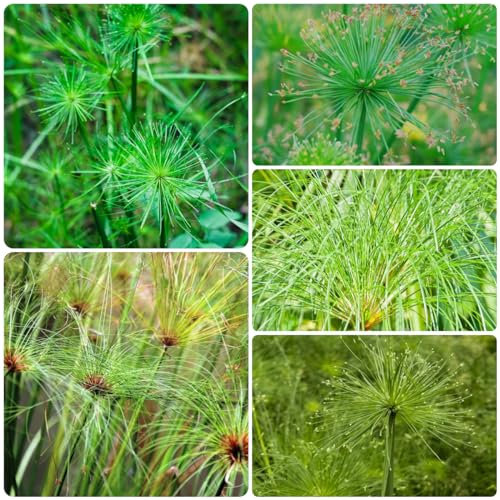 20 pcs echter papyrus samen, gartensamen, kübelpflanzen winterhart, papyrus pflanze kaufen (Cyperus papyrus) blumenwiese, topfpflanzen echt winterharte pflanzen, bodendecker winterhart
