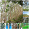 1000 pcs eukalyptus deko samen - pflanzensamen büropflanzen bäume garten winterhart, exotische pflanzen winterharte pflanzen für garten, balkon pflanze gartenpflanzen winterhart dekopflanzen