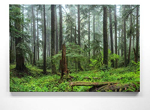 Atemberaubendes Leinwandbild Wald im XXL Format 120x80cm. Das Motiv Hoh Regenwald als großes Wandbild. Fertig aufgespannt auf Holzrahmen. Als Hintergrund und Deko für Wohnzimmer & Schlafzimmer