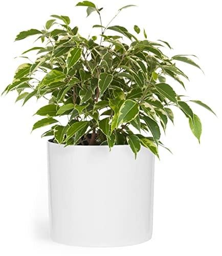 Fox&Fern Übertopf M - Blumentopf Gross inkl. Wasserabfluss - Blumentopf hoch 24cm - Übertöpfe für Zimmerpflanzen - 25cm Durchmesser - Pflanzentöpfe groß - Plant Pot - weiß