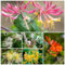 100 pcs Immergrünes Geißblatt Samen, Pflanzen Samen Indoor Lonicera japonica, kräutergarten, hochbeet kräuterbeet balkon, samen kletterpflanzen winterhart schnellwachsend zimmerpflanzen