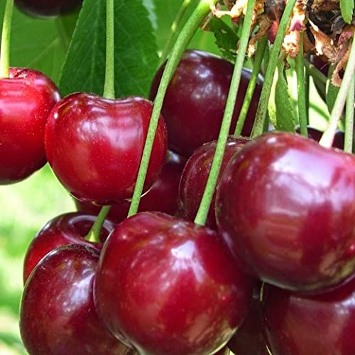 Vivai le Georgiche - Pianta vera di Ciliegio Durone di Vignola II Prunus avium 'Durone di Vignola II' - vaso Ø 20 cm - altezza alla vendita 140-160 cm