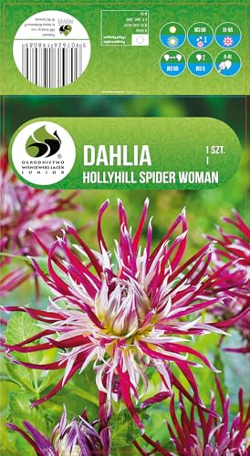 AGRONOM | DAHLIEN - HOLLYHILL SPIDER W | Mehrjährige Blumenzwiebeln | Bunt Blumen | Werden in Blumengärten, Töpfen angebaut, in blühenden Rasenflächen | 1 Blumenzwiebel