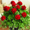 100 Unids Semillas de Pelargonium Geranio Jardín de Flores Balcón Bonsai Maceta Decoración de Plantas Semillas de Jardinería para Plantar Ahora Rojo Semillas de geranio