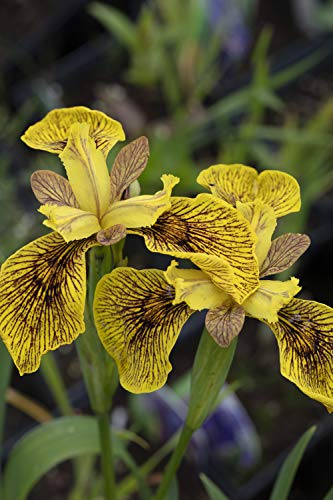PondPlantsUK 2 x Native Plants for Ponds - Including a Pot and Compost - Live Water Aquatic Lake Marginal (Iris pseudacorus Berlin Tiger)